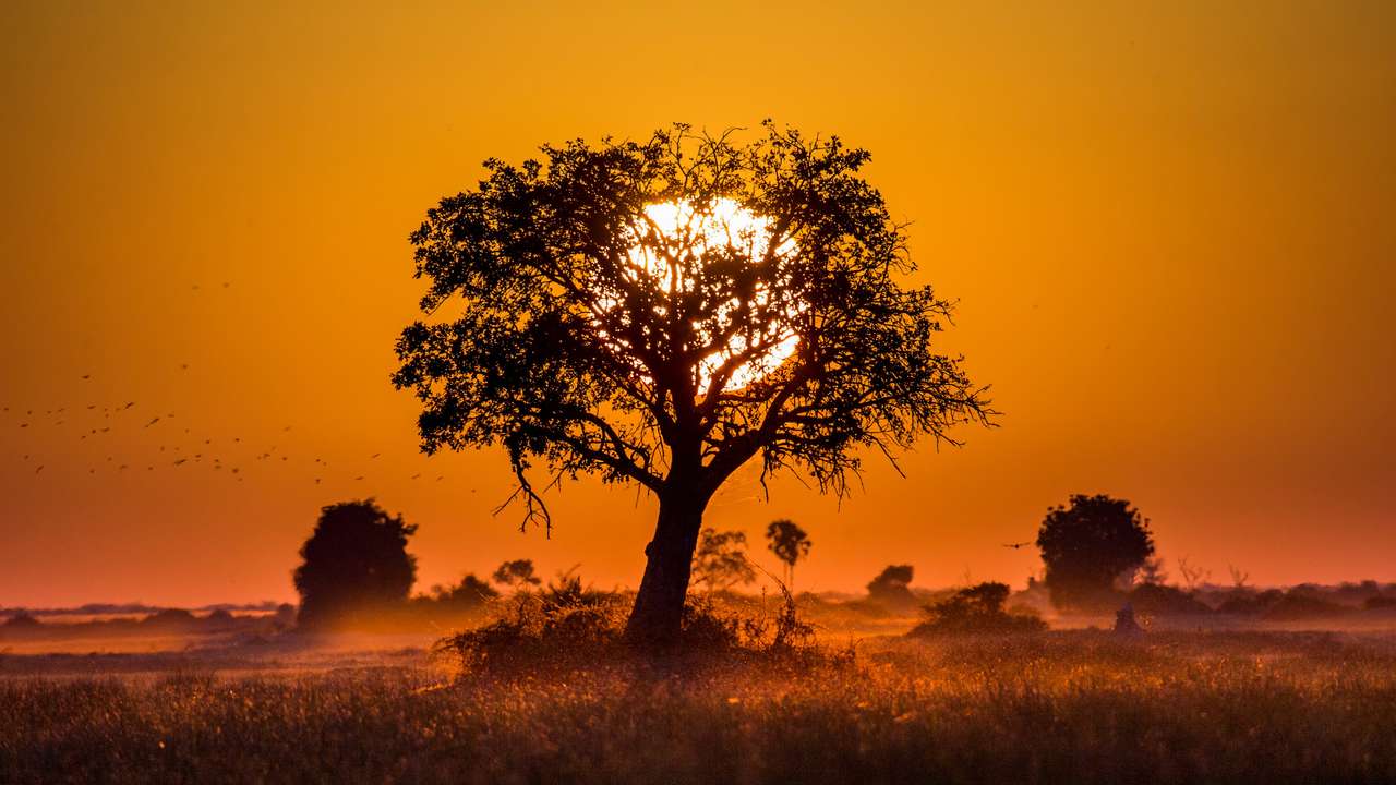 Drzewo o zachodzie słońca w Botswanie. Delta Okawango. Afryka. puzzle online