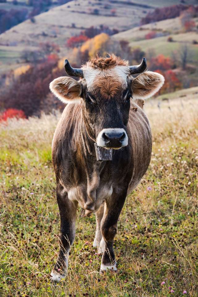 Pastwisko dla bydła w odległej wiosce w Bośni. puzzle online