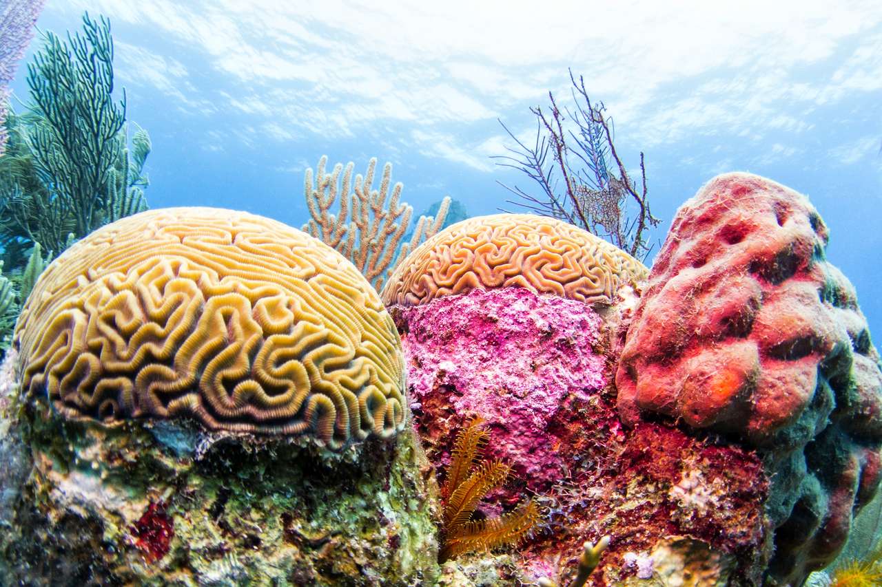 Kolorowa rafa koralowa, Belize puzzle online