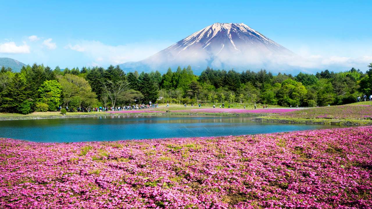 Fuji z polem różowego mchu puzzle online