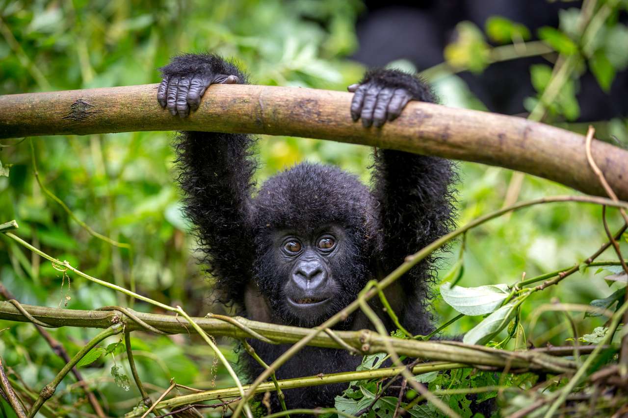 Mały goryl w Parku Narodowym Virunga puzzle online