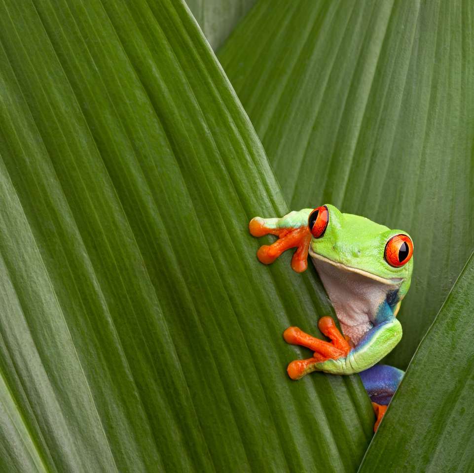 ciekawa czerwonooka żaba drzewna puzzle online