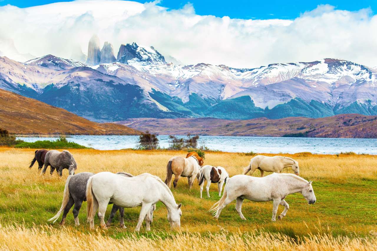 Stado dzikich koni pasie się na żółtej trawie. Laguna Azul to górskie jezioro w pobliżu trzech skał - wież. Pasmo górskie pokryte jest wiecznym śniegiem. Park Torres del Paine w Chile puzzle online