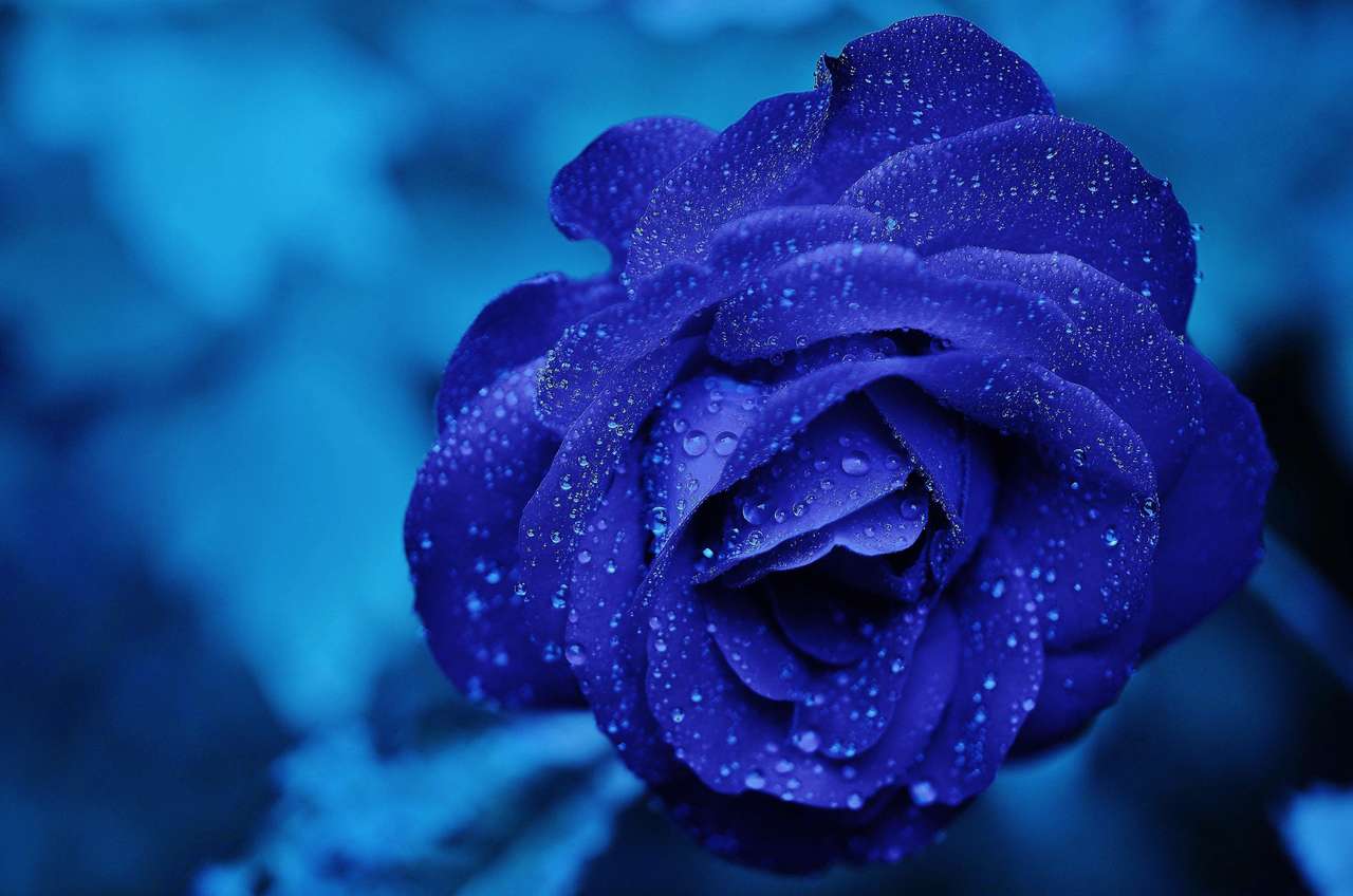 niebieska róża puzzle online