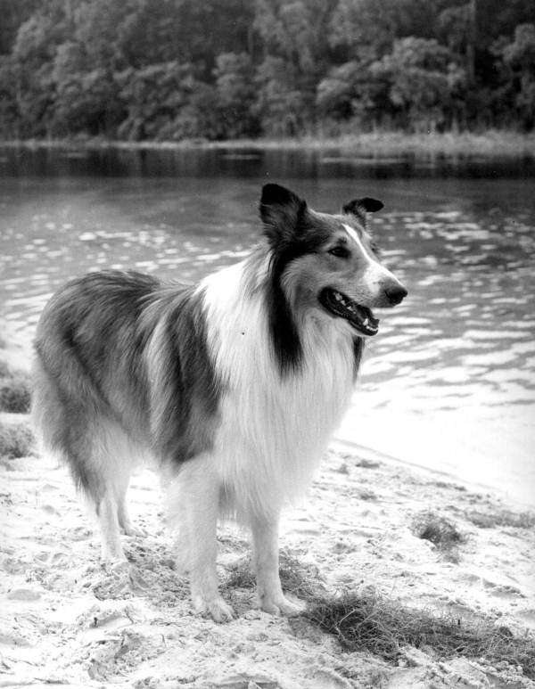 Lassie......... puzzle online