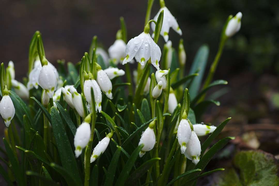 białe płatki kwiatów selektywna fotografia ostrości puzzle online