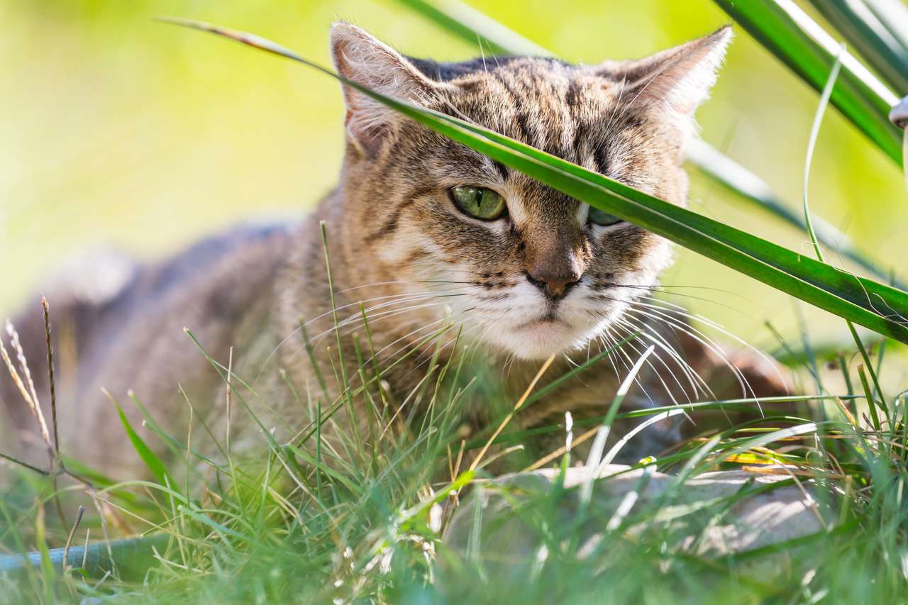 Снимка отблизо на красивата котка в зелената трева. пъзел