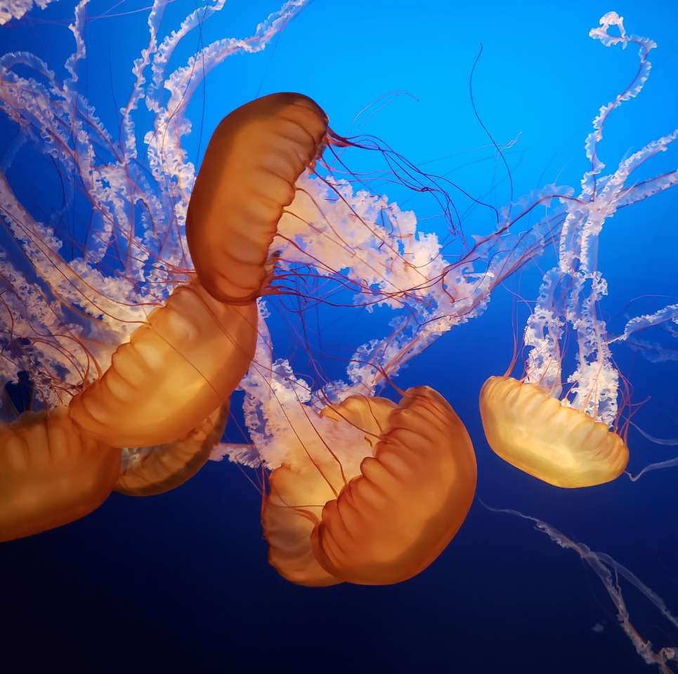 brązowa meduza puzzle online