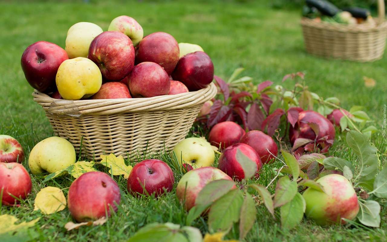 Zbieranie jabłek do koszyka puzzle online