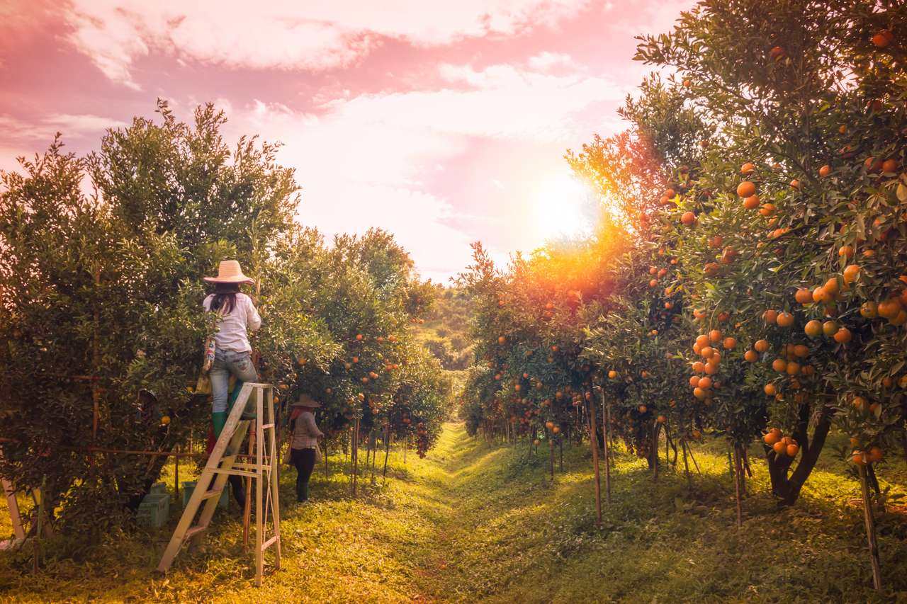 Rolnik zbierający pomarańcze na polu drzewa pomarańczowego puzzle online