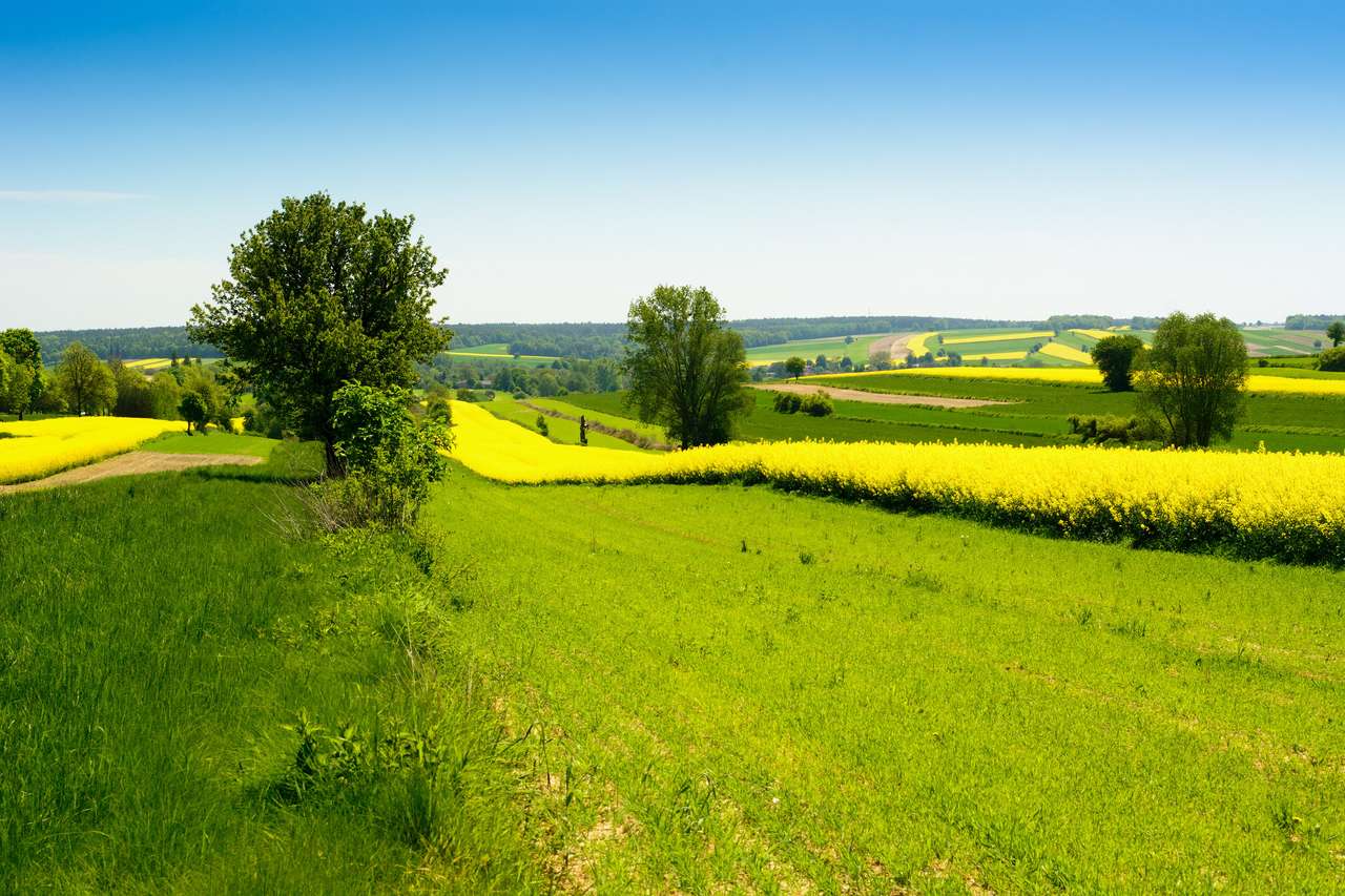 krajobraz rolniczy z żółtym rzepikiem lub rzepakiem puzzle online