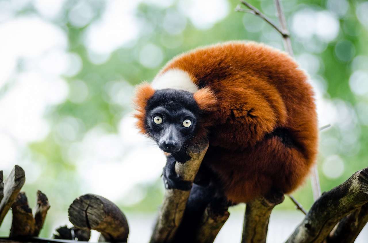 Lemur wari puzzle online