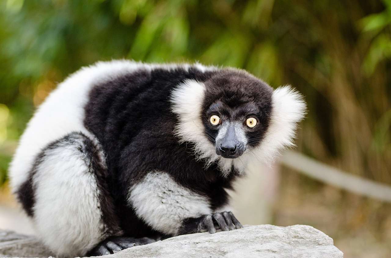 Lemur wari puzzle online