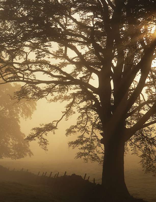 Drzewo w porannej mgle puzzle online