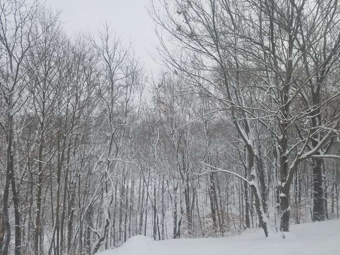 gołe drzewa z polem pokrytym śniegiem puzzle online