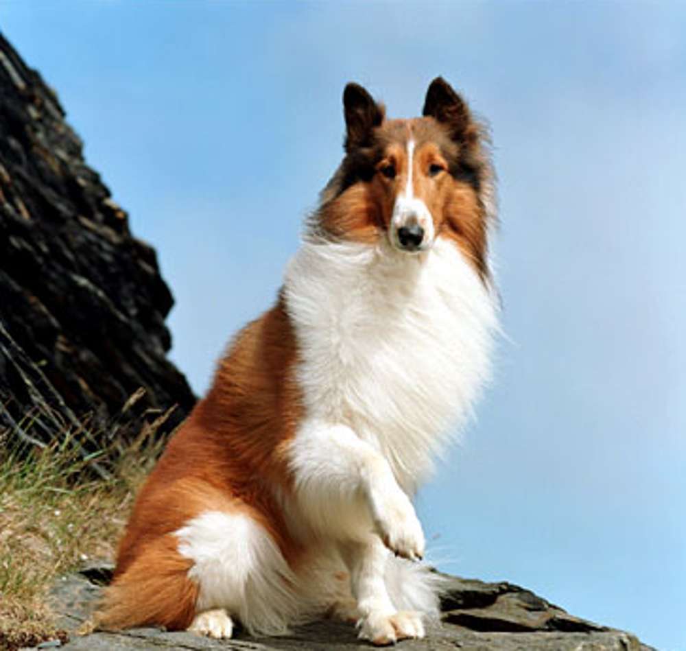 Lassie pies-bohater puzzle online