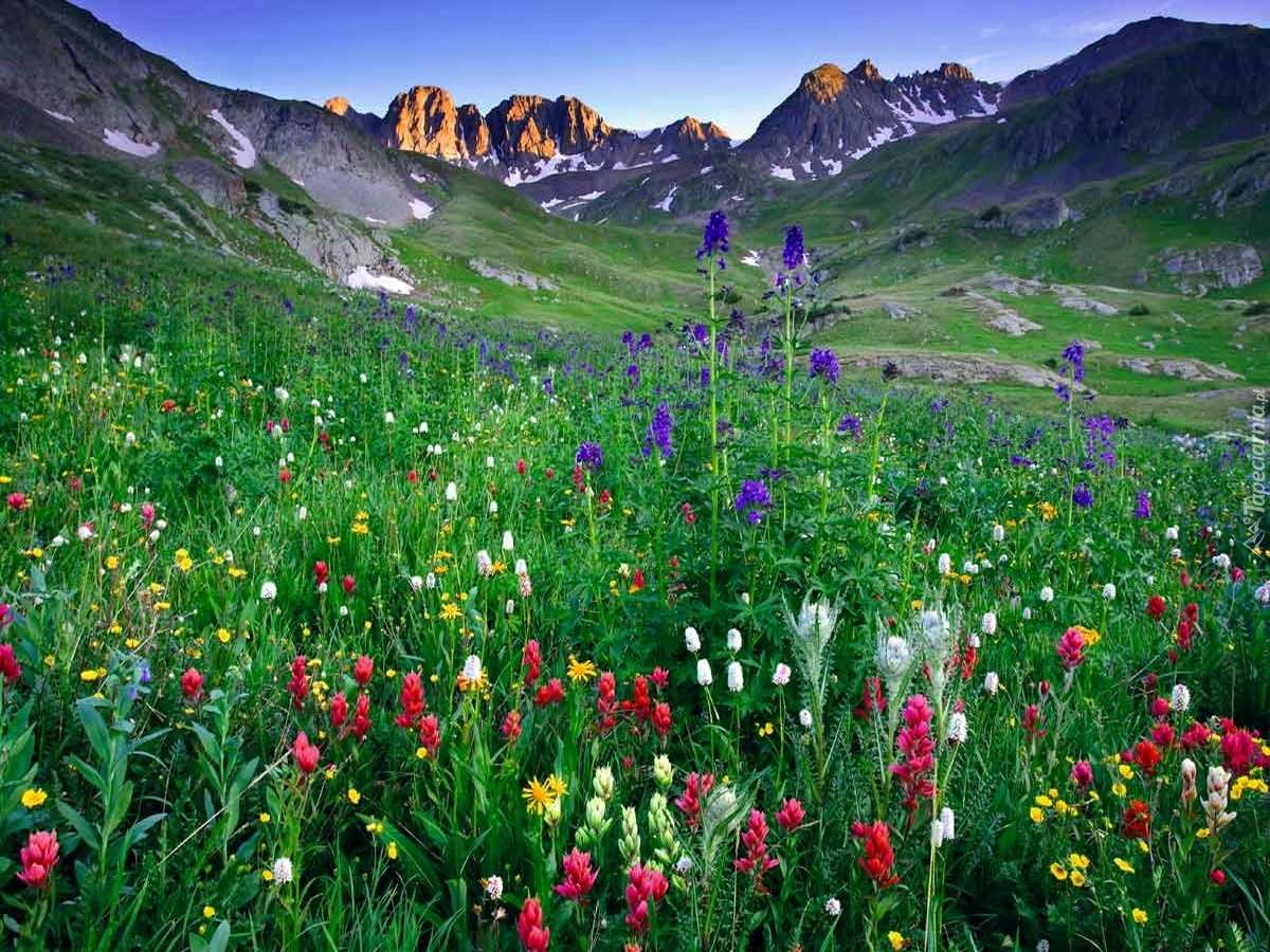 Łąka pokryta kwiatami w górach puzzle online