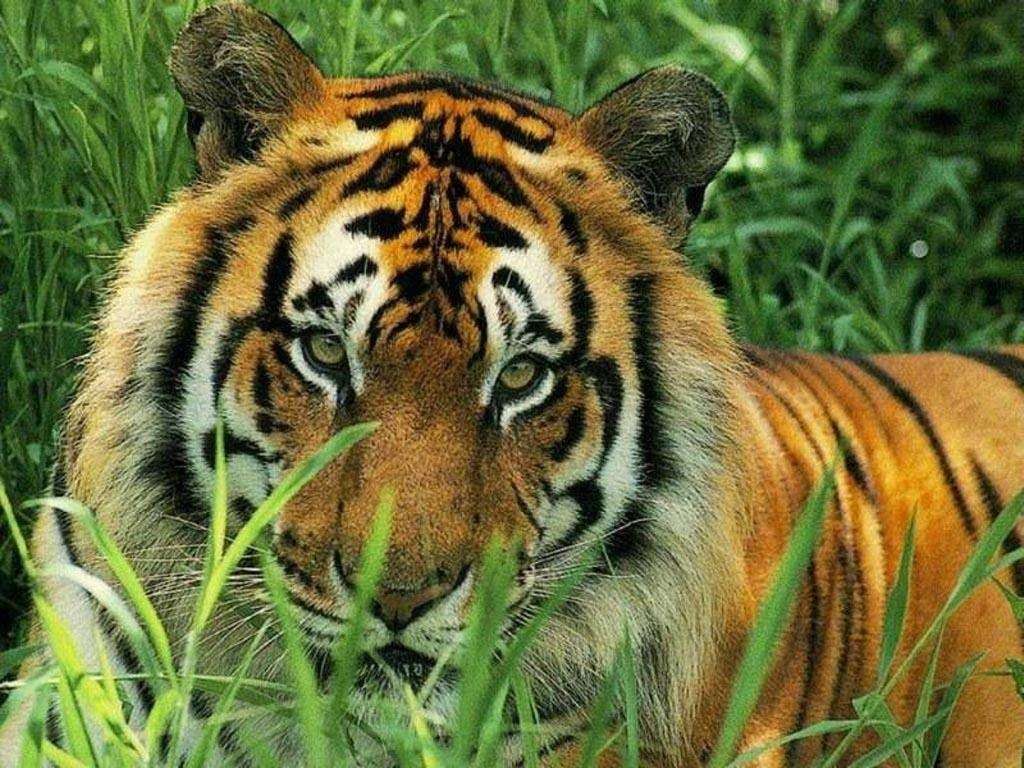 Leżący tygrys puzzle online