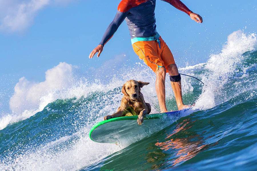 Surfer z psem na wodzie puzzle online