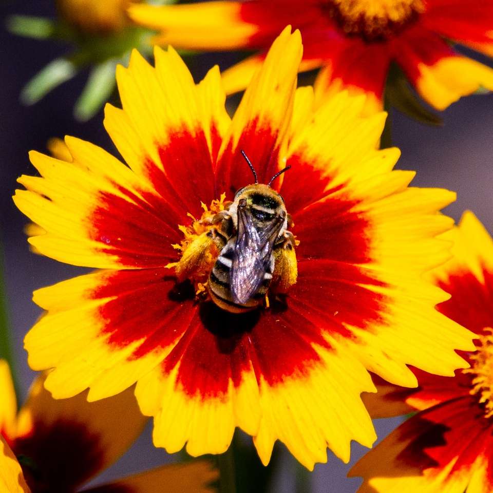 żółta i czarna pszczoła na żółtym i czerwonym kwiatku puzzle online