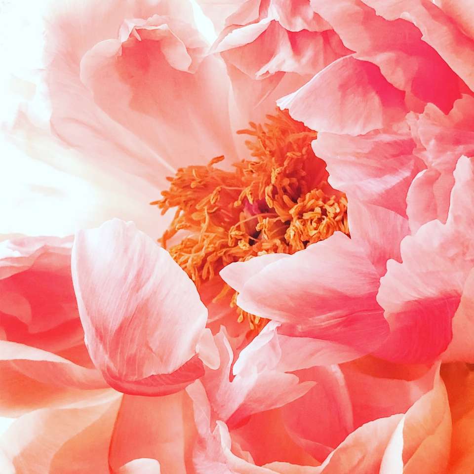 różowy kwiat hibiskusa puzzle online