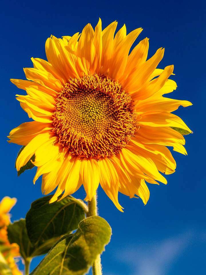 Kwiat słonecznika puzzle online