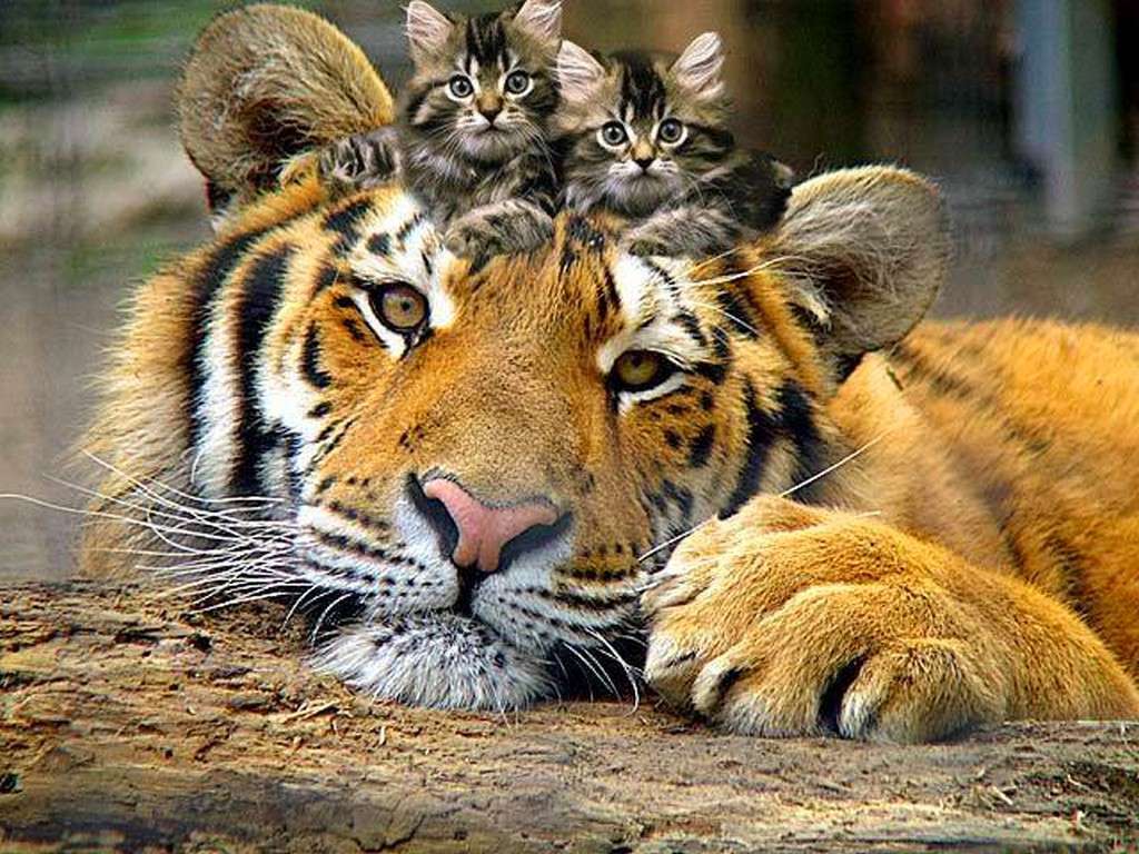 Tygrys z kotkami puzzle online