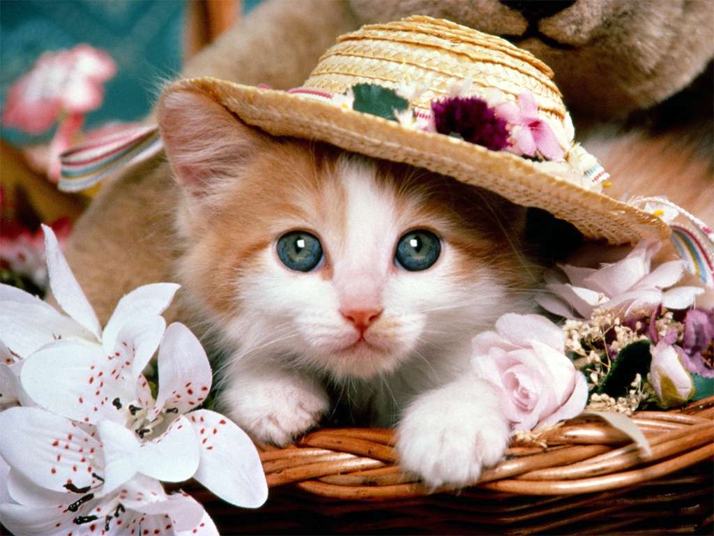Kotek w kapeluszu puzzle online