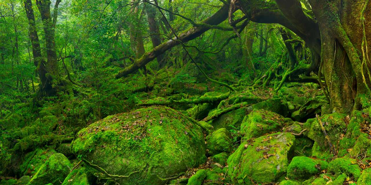 Bujny las deszczowy wzdłuż szlaku Shiratani Unsuikyo puzzle online