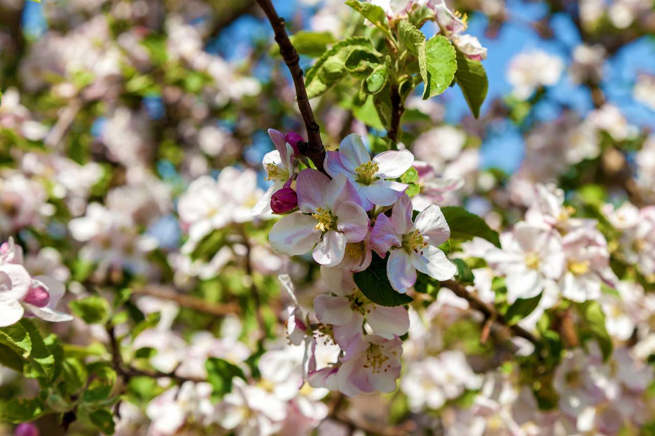 Kwiat jabłoni na wiosnę puzzle online