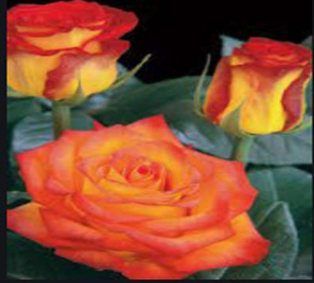 piękne pomarańczowe róże puzzle online