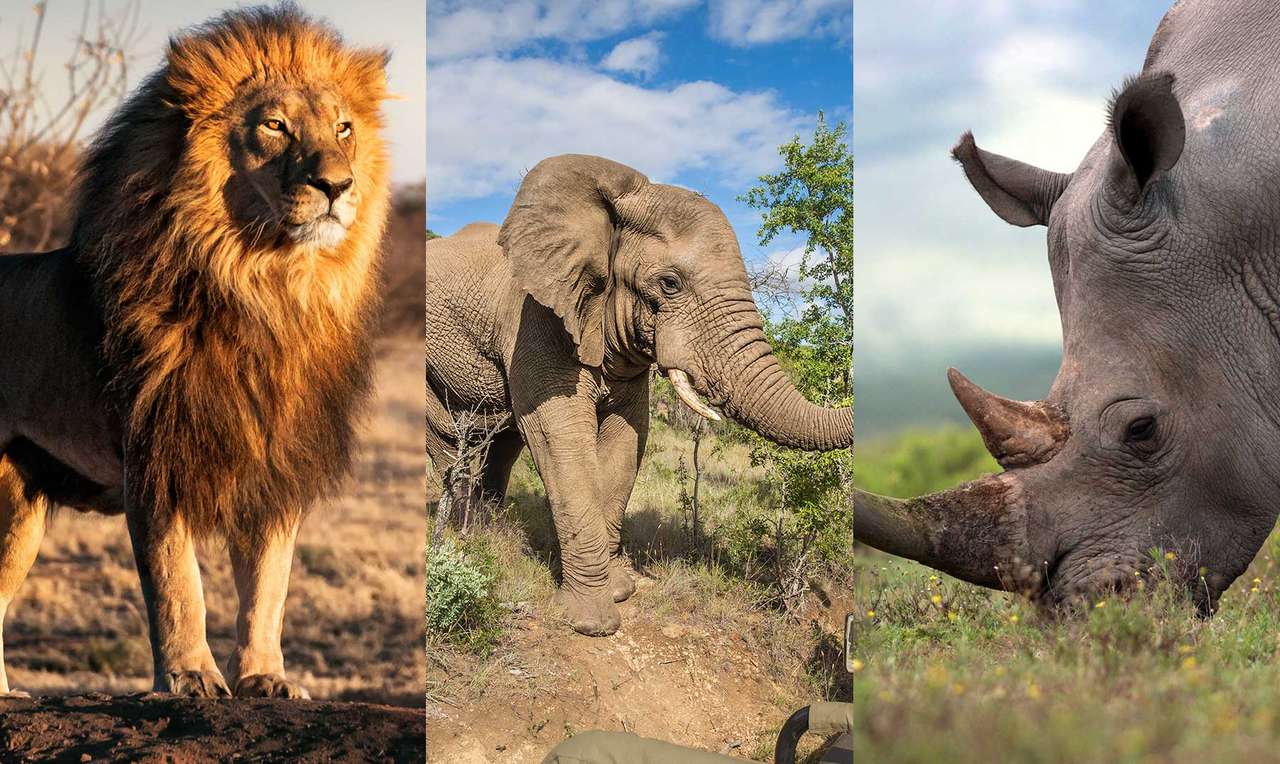 Zwierzęta afryka puzzle online