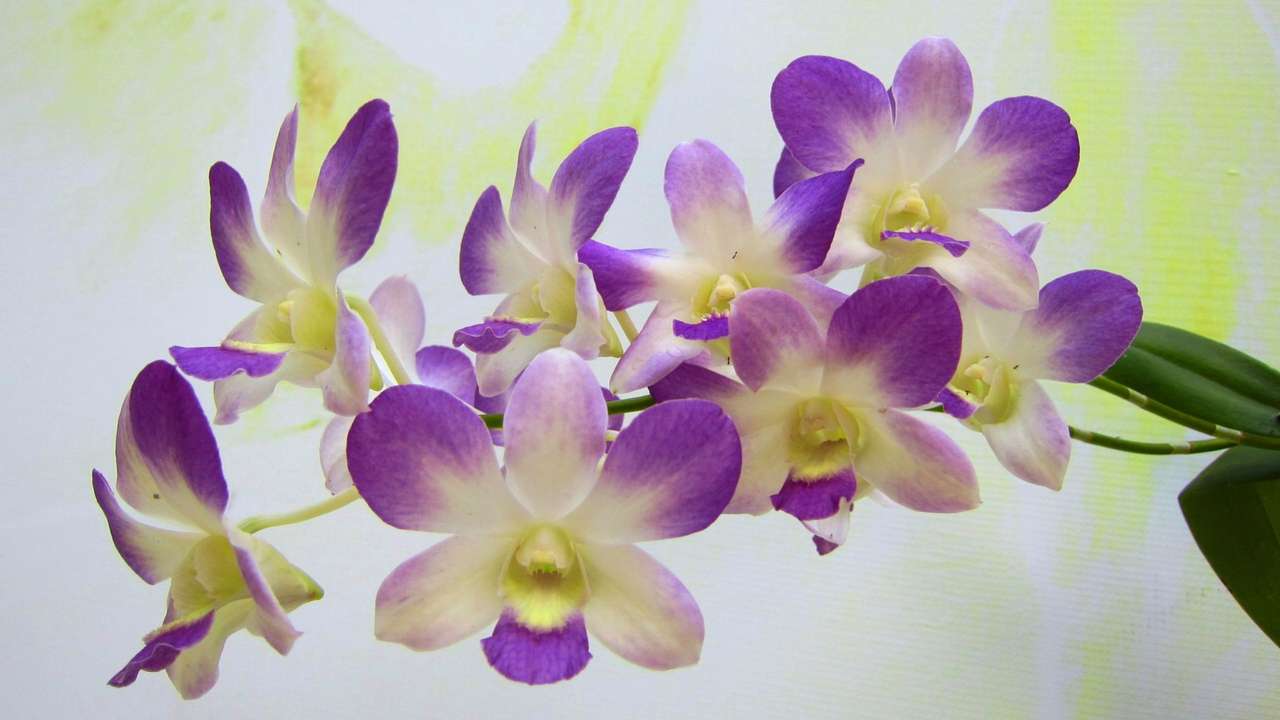 kwiaty orchidei puzzle online