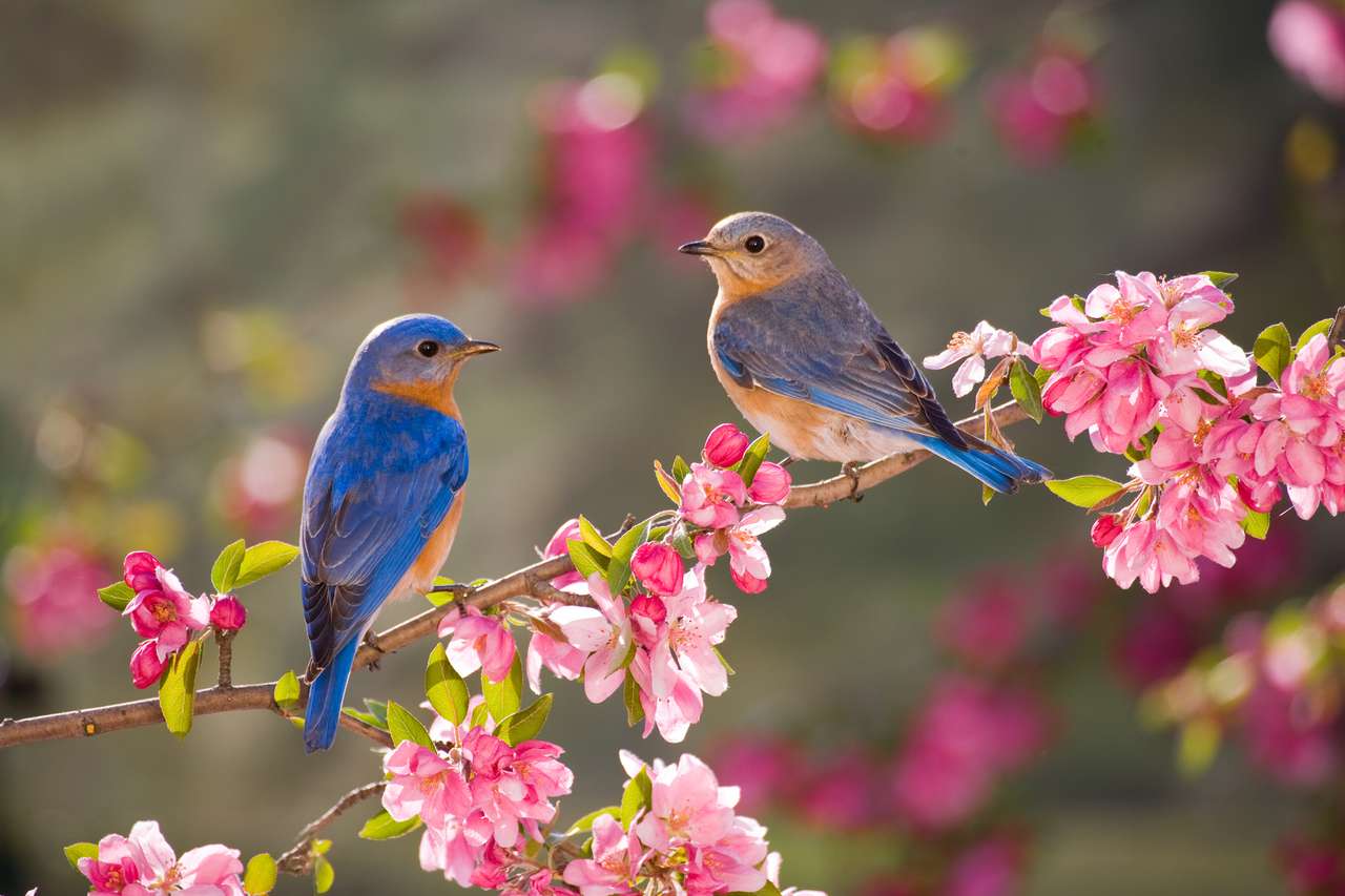 Ptaki i kwiaty puzzle online