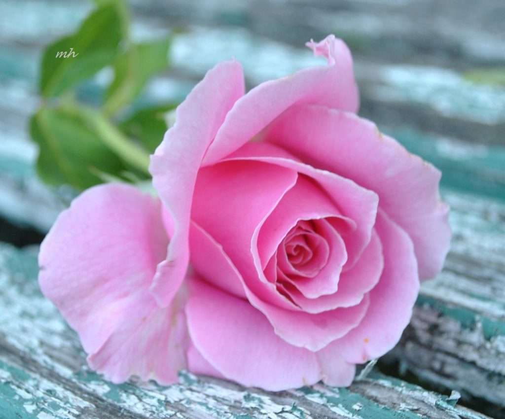 Pojedyncza różowa róża puzzle online