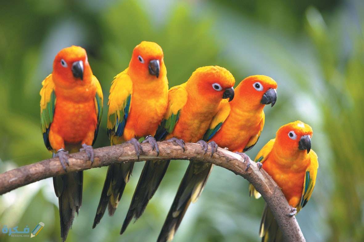 Papużki na gałęzi puzzle online