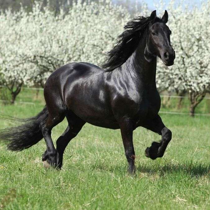 Czarny koń w galopie puzzle online