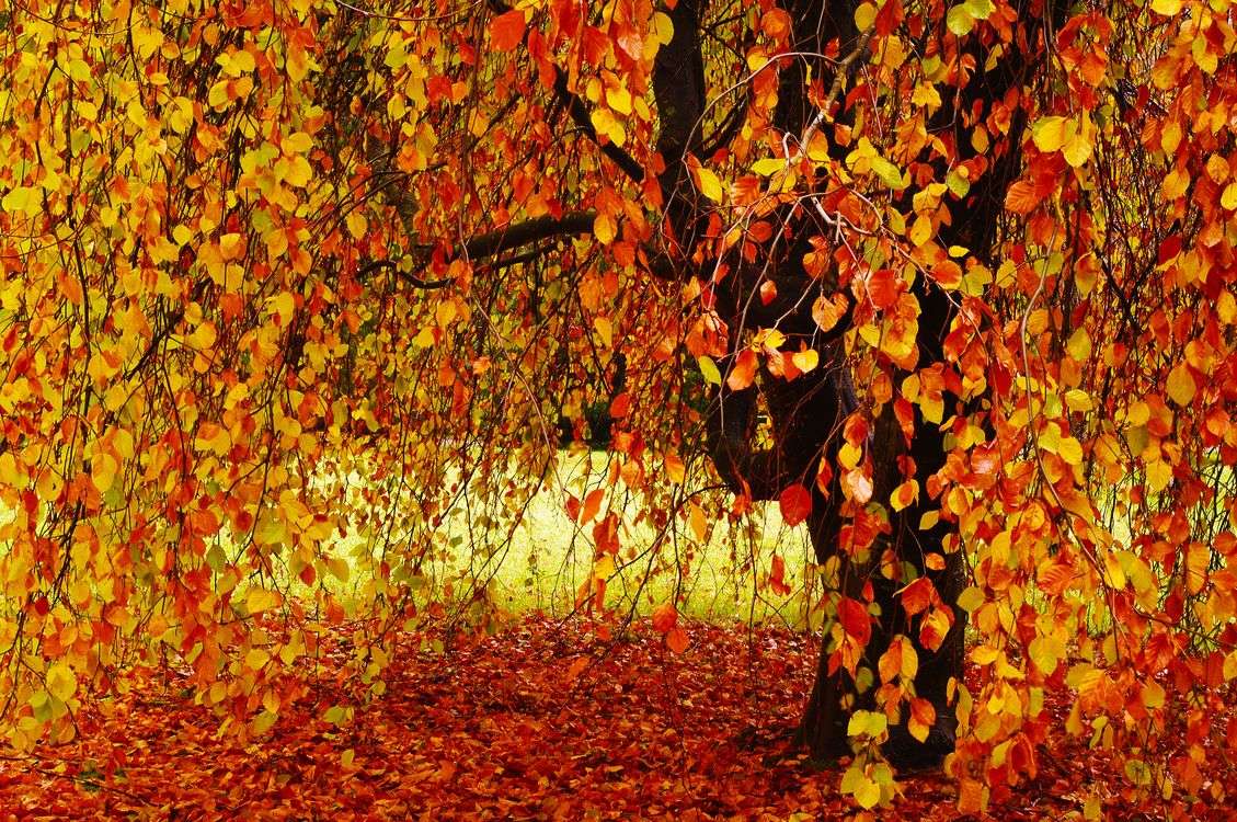 Drzewo jesienią puzzle online