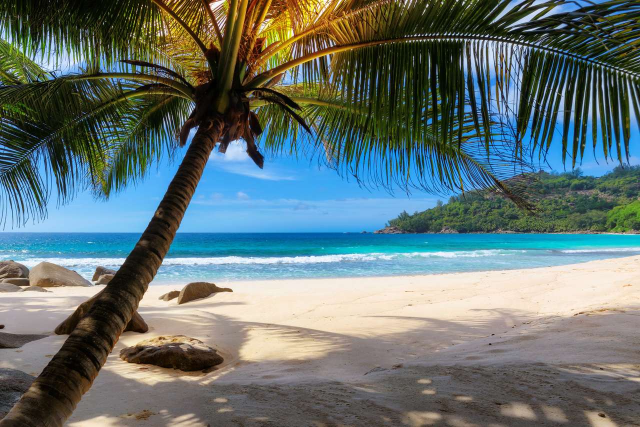 Tropikalna słoneczna plaża z palmami i turkusowym morzem puzzle online