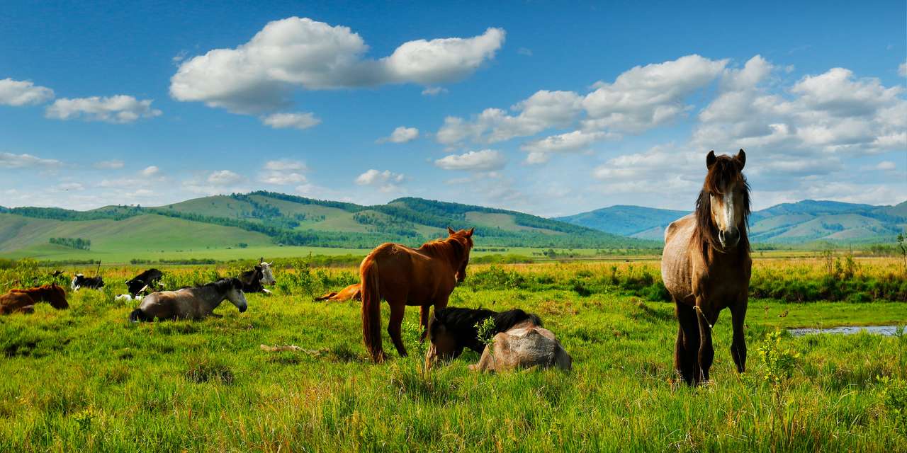 Konie na łąkach Mongolii puzzle online