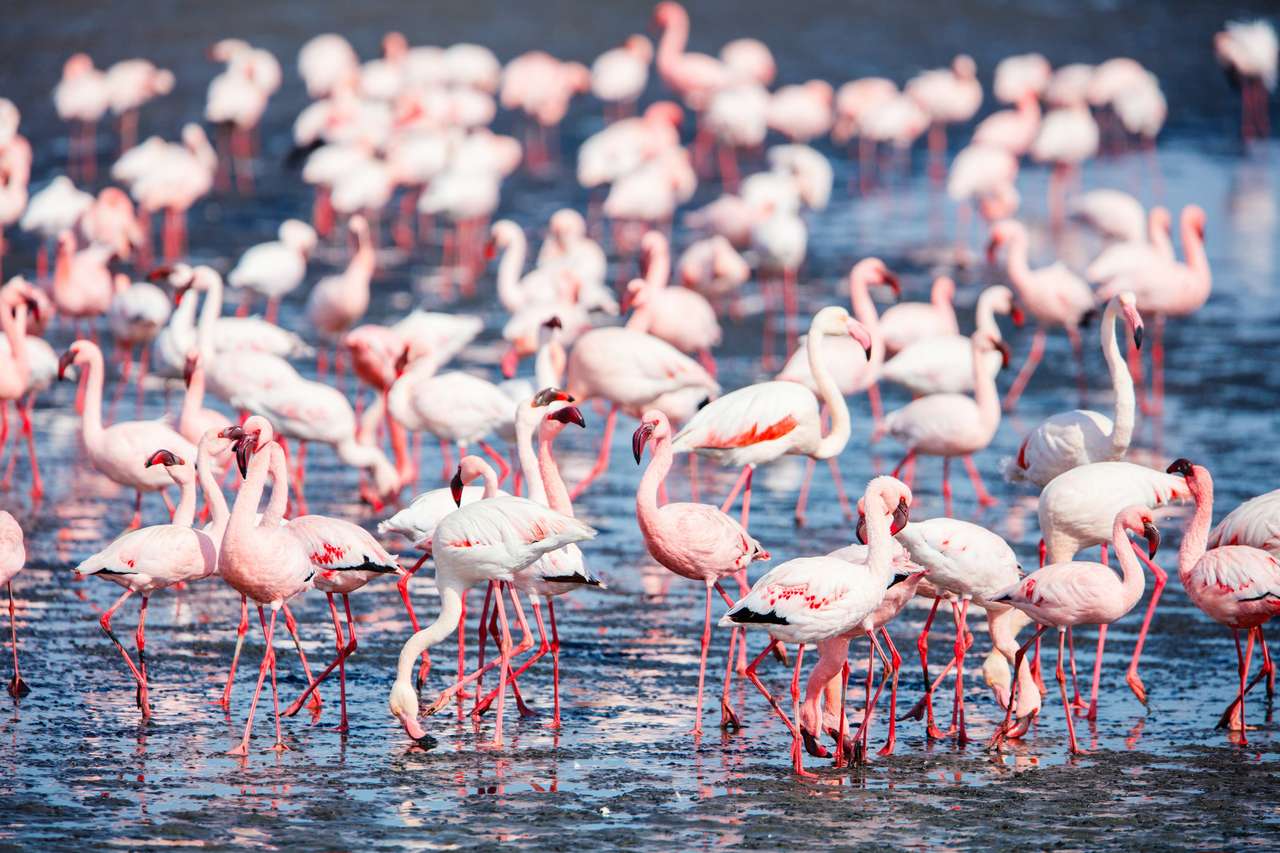 Stado flamingów w zatoce Walvis Namibia puzzle online