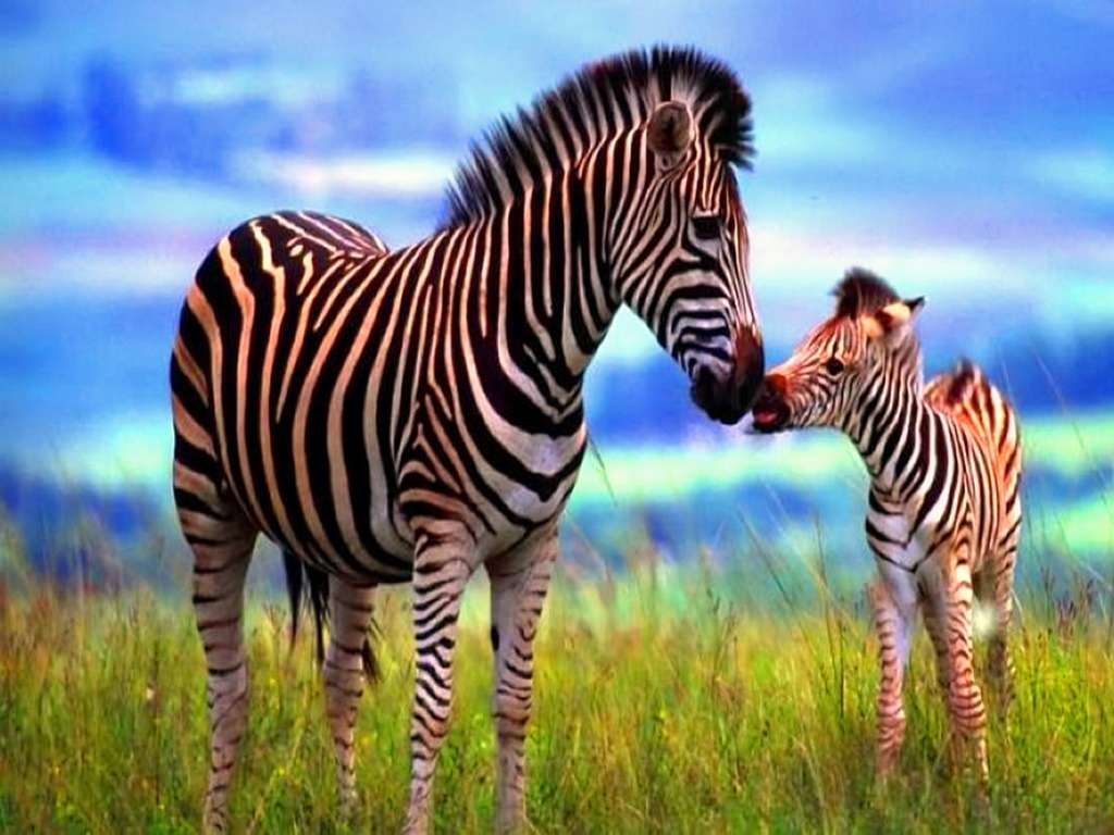 Zebra i źrebię puzzle online