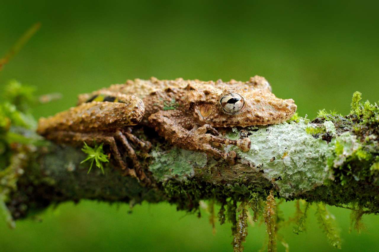 Scinax boulengeri, żaba pyska Boulengera, drobny płaz z czerwonym kwiatem. w naturalnym środowisku. Żaba z Kostaryki, tropikalny las. Piękne zwierzę w dżungli, egzotyczne zwierzę z Ameryki Południowej. puzzle online