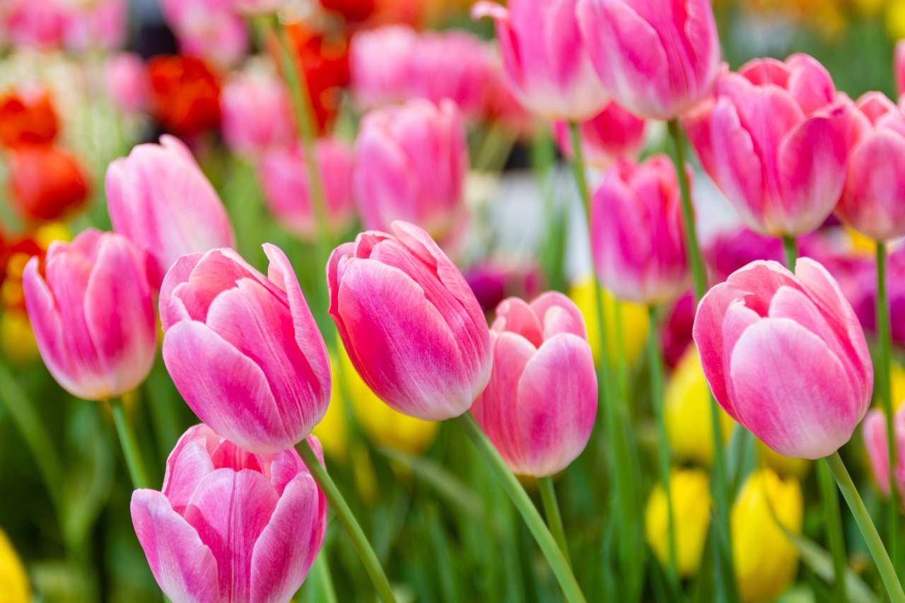Flor de tulipanes rosa - Puzzle Factory