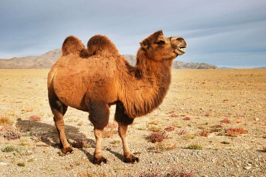 Wielbłąd na pustyni puzzle online
