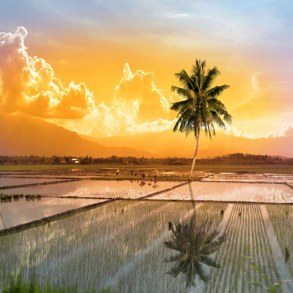 pojedyncza palma na polu ryżowym puzzle online