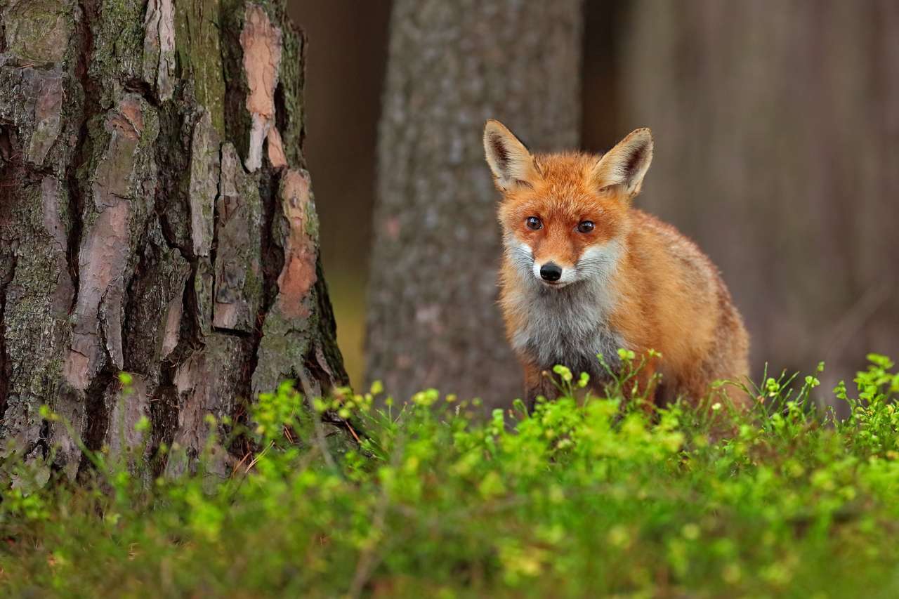 Uroczy rudy lis, vulpes vulpes, w zielonym lesie puzzle online