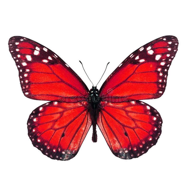 Czerwony motyl puzzle online