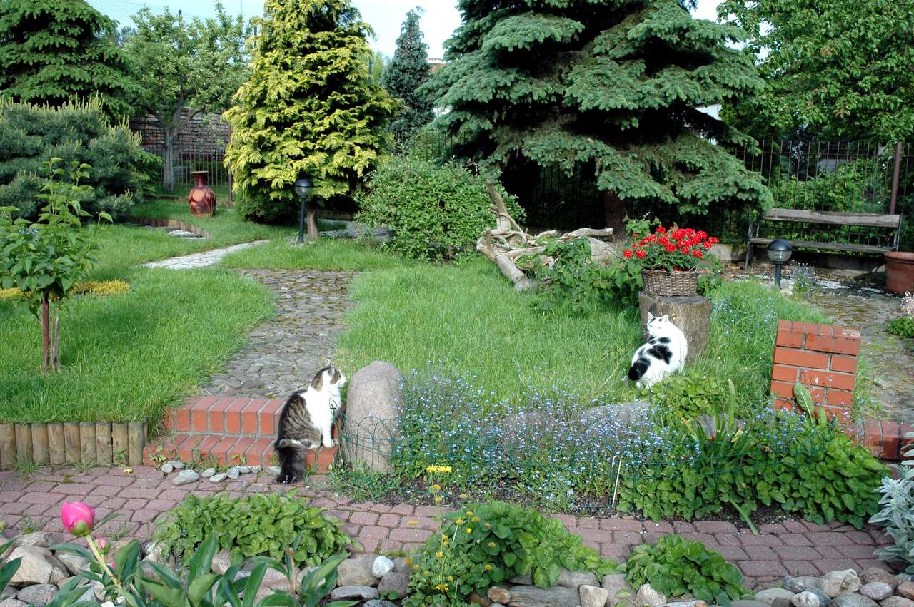 koty w ogrodzie puzzle online