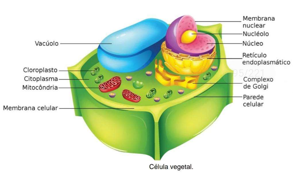 Biologia puzzle online